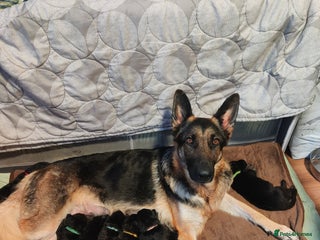 German Shepherd dogs - Advert 1
