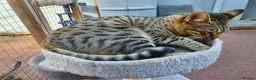 Savannah cats for sale: F6 Girl Brown Spotted Savannah - Advert 3