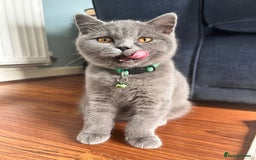 British Shorthair cats for sale: Adorable kittens - Image 2