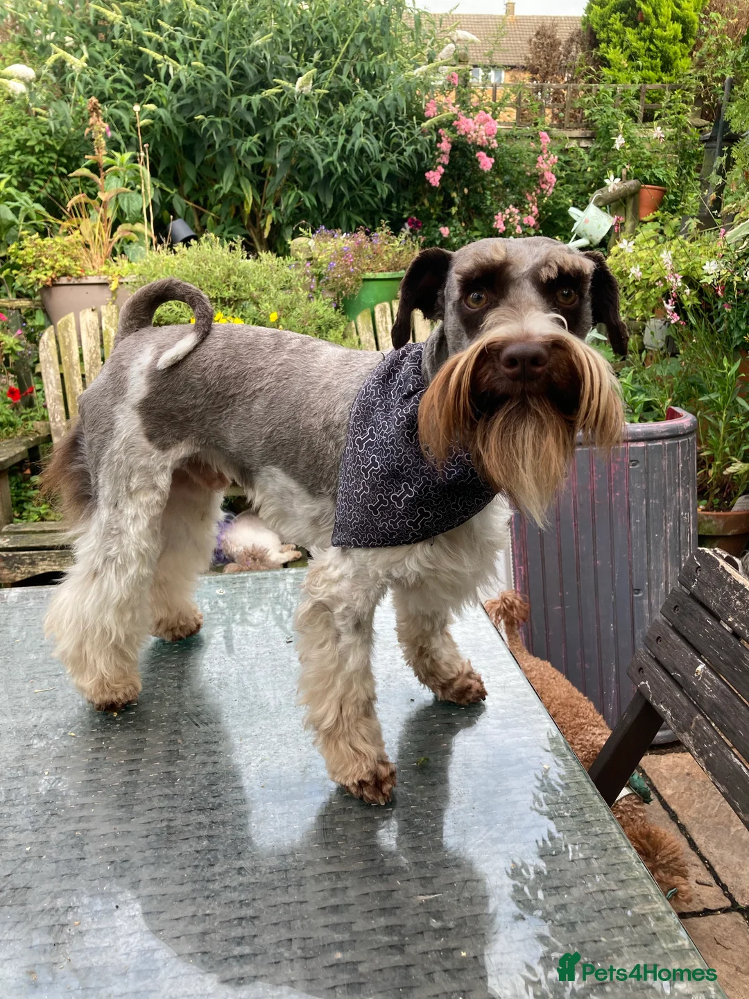 Miniature Schnauzer dogs for stud: KCChoc/White Miniature Schnauzer Stud MAC BVACLEAR in Coventry - Advert 8