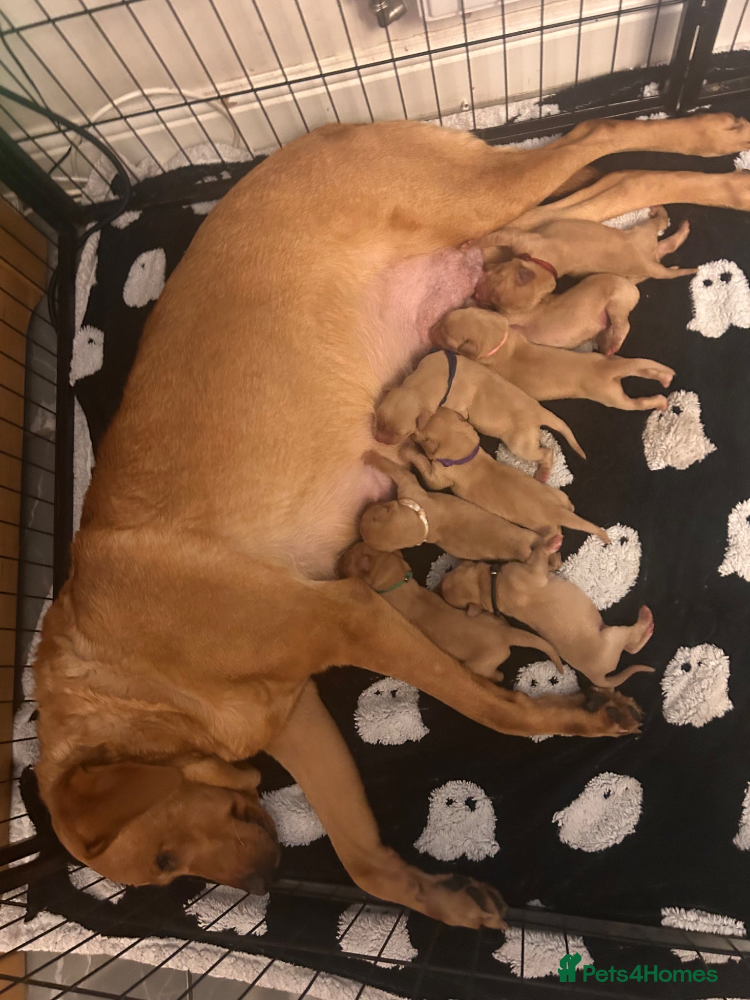 Labrador Retriever dogs Follow your pups journey from birth ❤️ - Advert 1