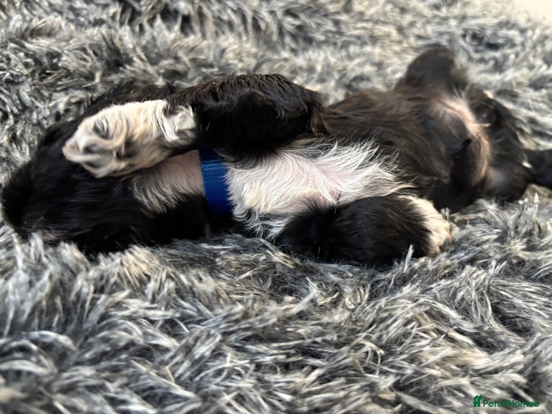 Mixed Breed dogs for sale: Beautiful Sproodle x Lhasa Apso Puppies - Advert 27