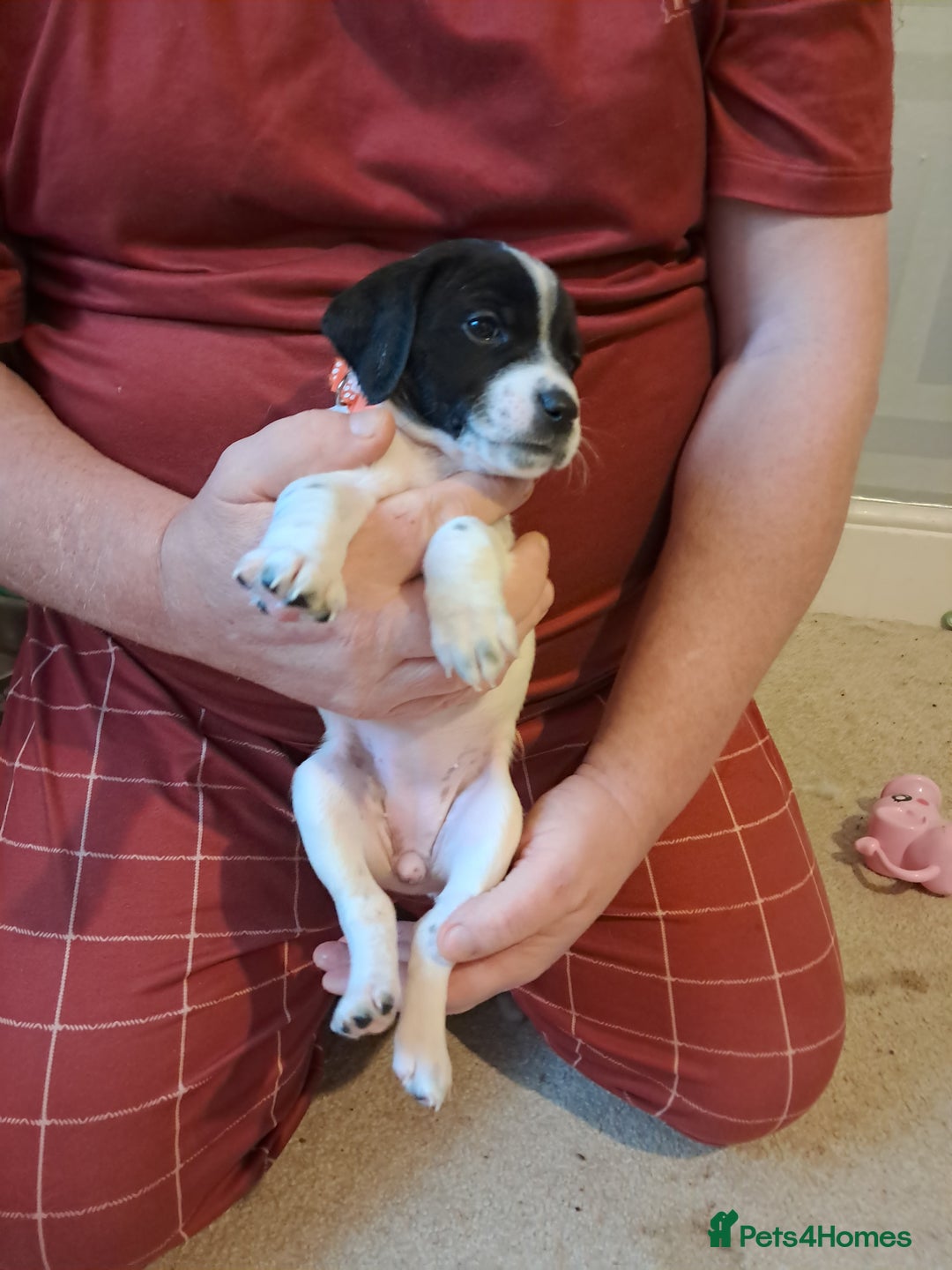 Mixed Breed dogs for sale: Splurcherpoo puppys - Advert 21