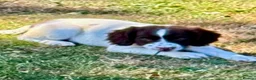 English Springer Spaniel dogs for sale: KC springer spaniels 1 male left ready to go  - Advert 12