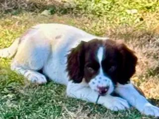 English Springer Spaniel dogs KC springer spaniels ready to go - Advert 8