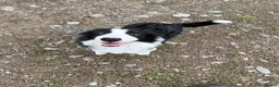Border Collie dogs for sale: Border Collie Pup - Scott - Advert 3