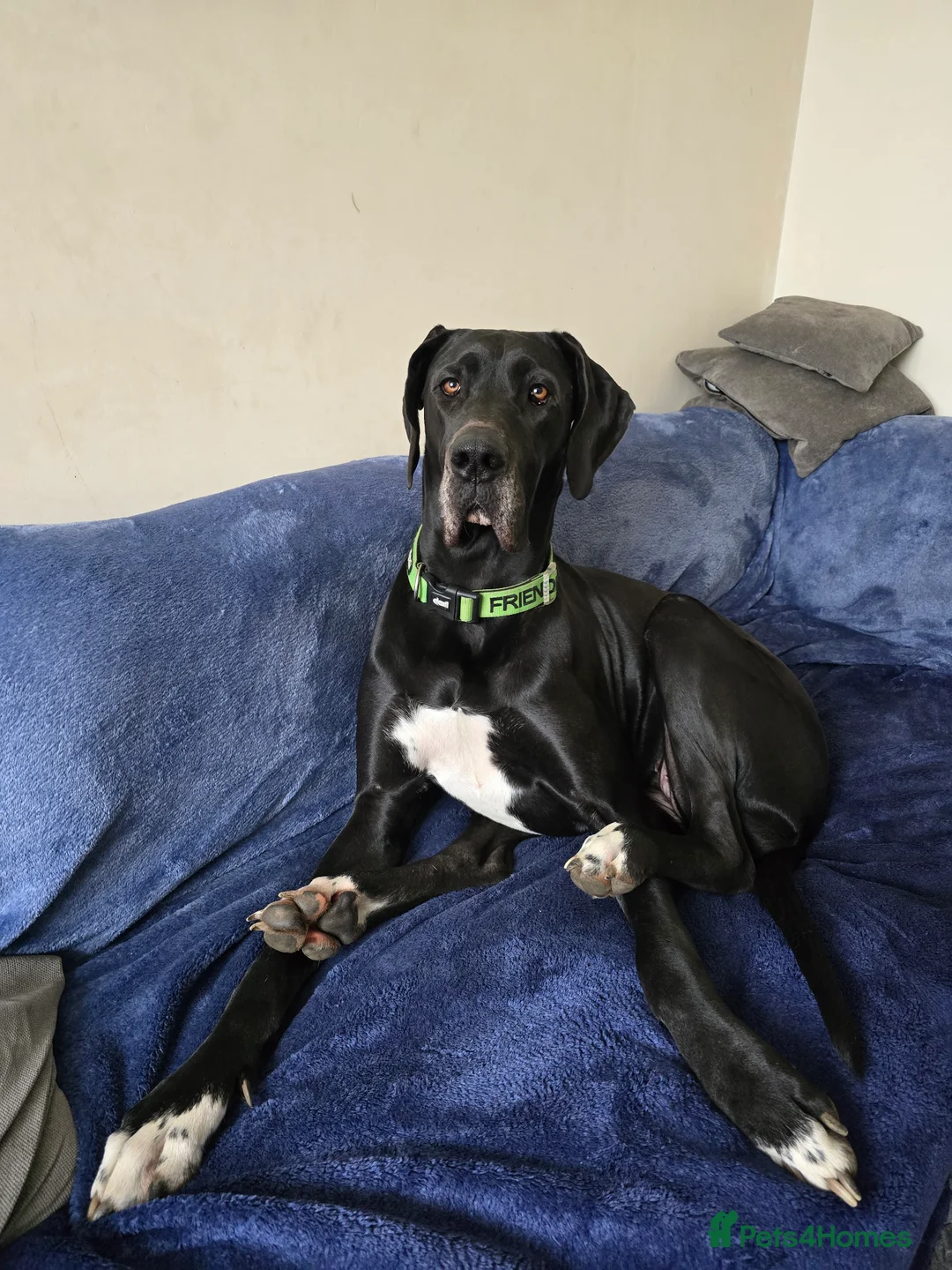 Great Dane dogs for sale: Great dane female 16 months old in Melton Mowbray - Advert 2
