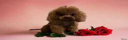 Toy Poodle dogs for sale: Male and Female available for reservation! - Advert 9