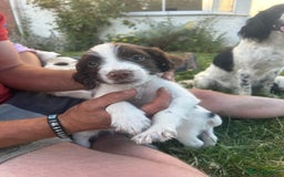 English Springer Spaniel dogs for sale: Springer spaniel pups  in Rugby - Image 3