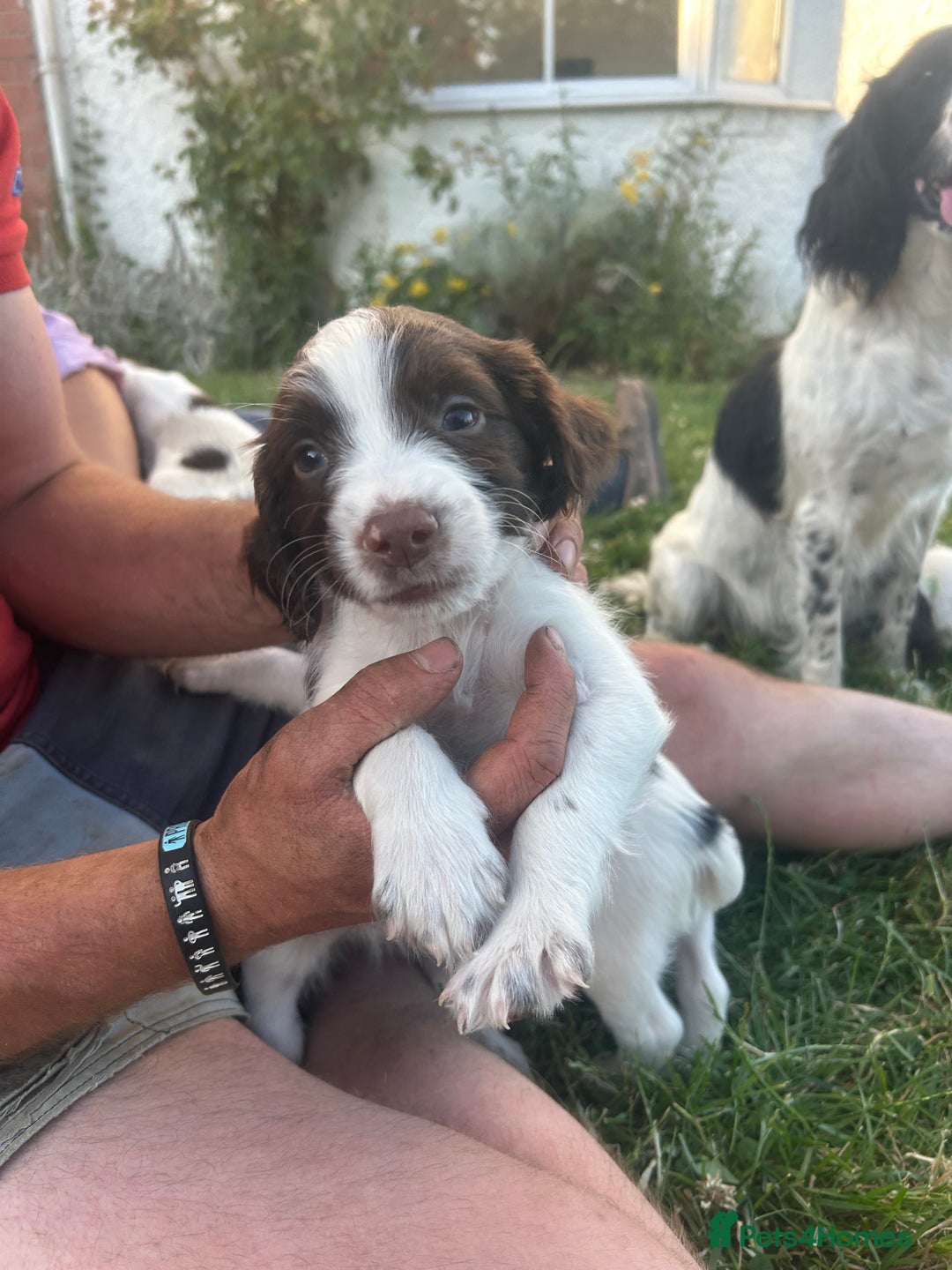 English Springer Spaniel dogs for sale: Springer spaniel pups  in Rugby - Image 3