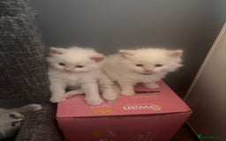 Ragdoll cats for sale: Ragdoll Kittens  - Image 20