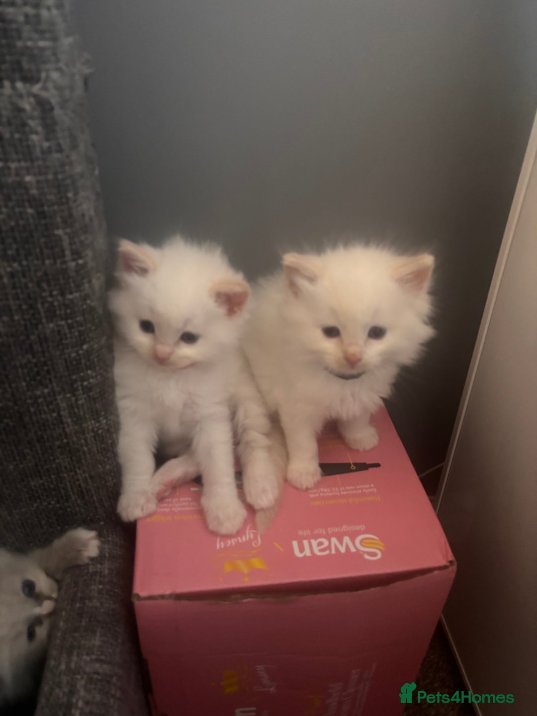 Ragdoll cats for sale: Ragdoll Kittens  - Image 20