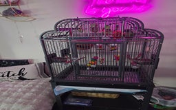 Parakeets birds for sale: Green Cheeked Conure. - Image 2