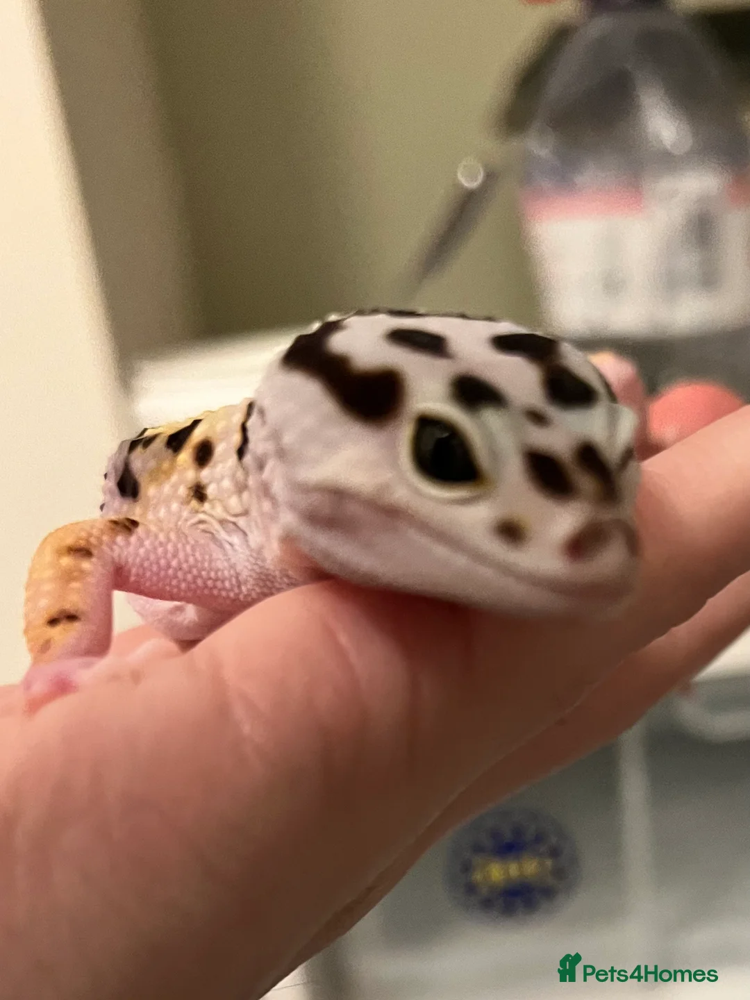 Leopard Gecko reptiles for sale: FEMALE LEOPARD GECKO (FOR SALE) - Advert 1