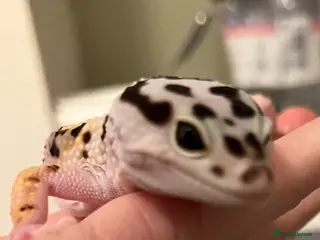 Leopard Gecko reptiles FEMALE LEOPARD GECKO (FOR SALE) - Advert 8