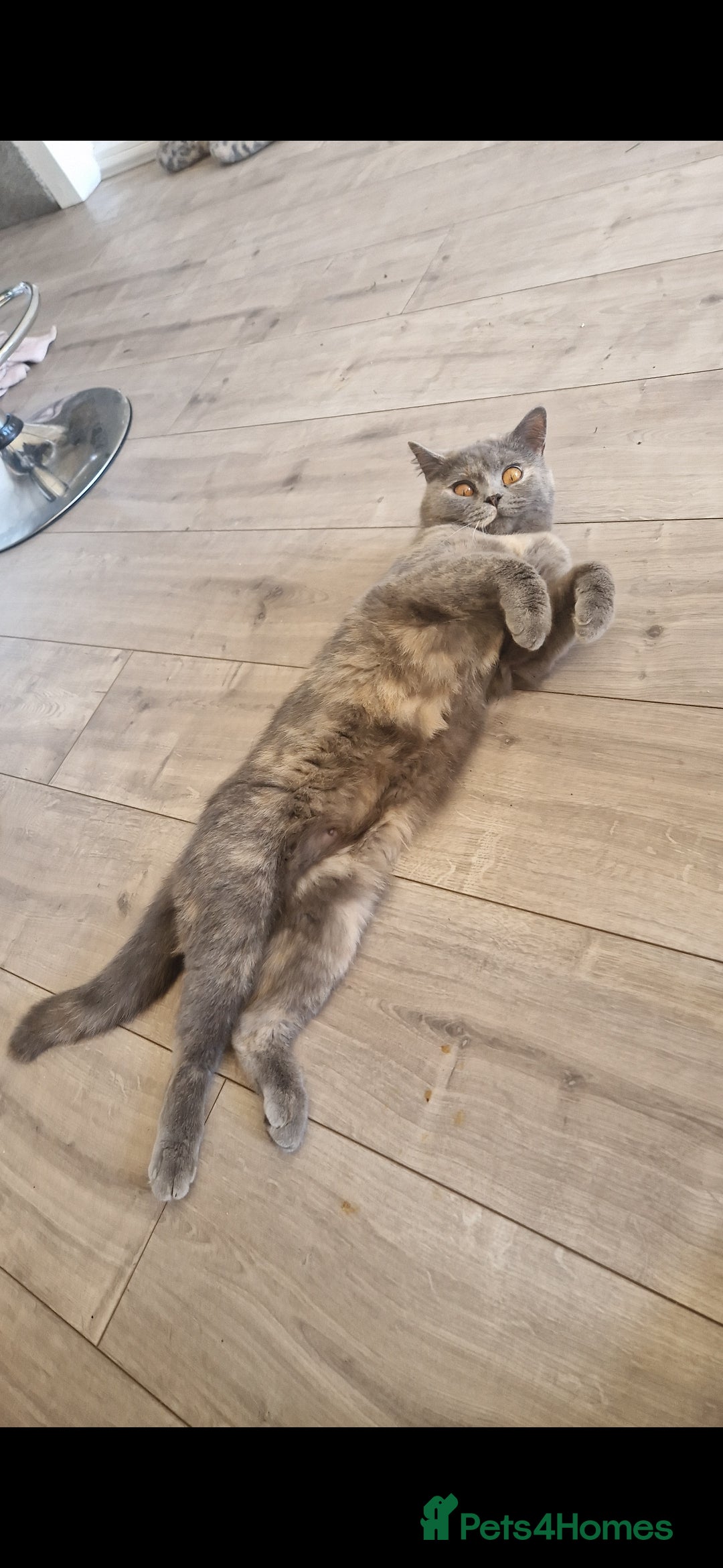 British Shorthair cats for sale: **Free** BSH Cat (Female) - Image 1