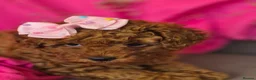 Toy Poodle dogs for sale: Toy Poodle  - Advert 21