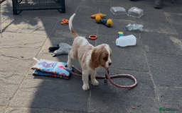 Cavalier King Charles Spaniel dogs for sale: Cavalier King Charles Spaniel  - Image 20