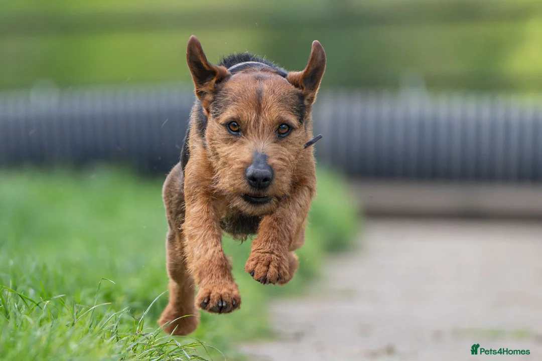Lakeland Terrier dogs for stud: Lakeland terrier stud in Newark - Advert 11