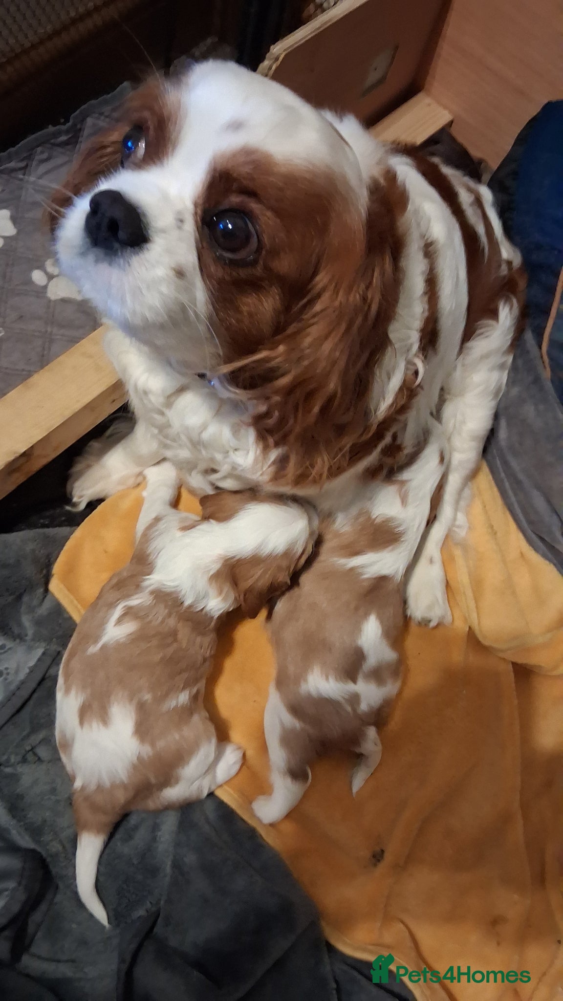 Cavalier King Charles Spaniel dogs Cavalier King Charles Spaniel puppies  - Advert 2