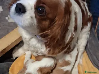 Cavalier King Charles Spaniel dogs Cavalier King Charles Spaniel puppies - Advert 2