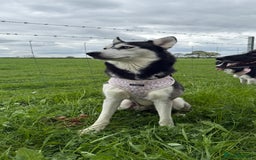 Mixed Breed dogs for sale: 3 husky girls looking for new homes  - Image 3