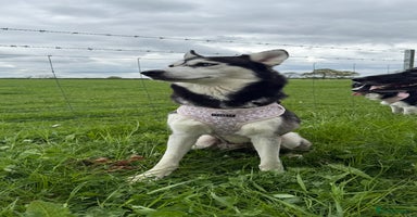 Mixed Breed dogs - Advert 2