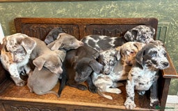 Labrador Retriever dogs for sale: Merle, Silver and Charcoal Labrador Puppies  - Image 3