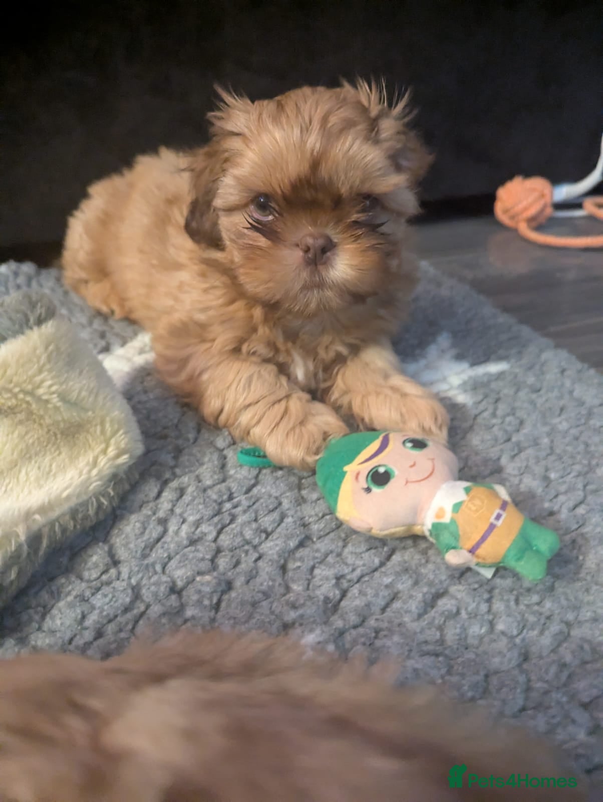 Shih Tzu dogs Imperial shih-tzus - Advert 9