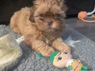 Shih Tzu dogs Imperial shih-tzus - Advert 9