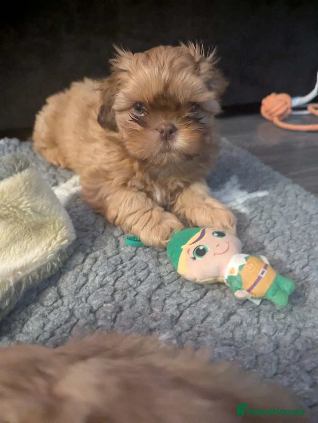 Shih Tzu dogs for sale: Imperial shih-tzus one cream boy left - Advert 5