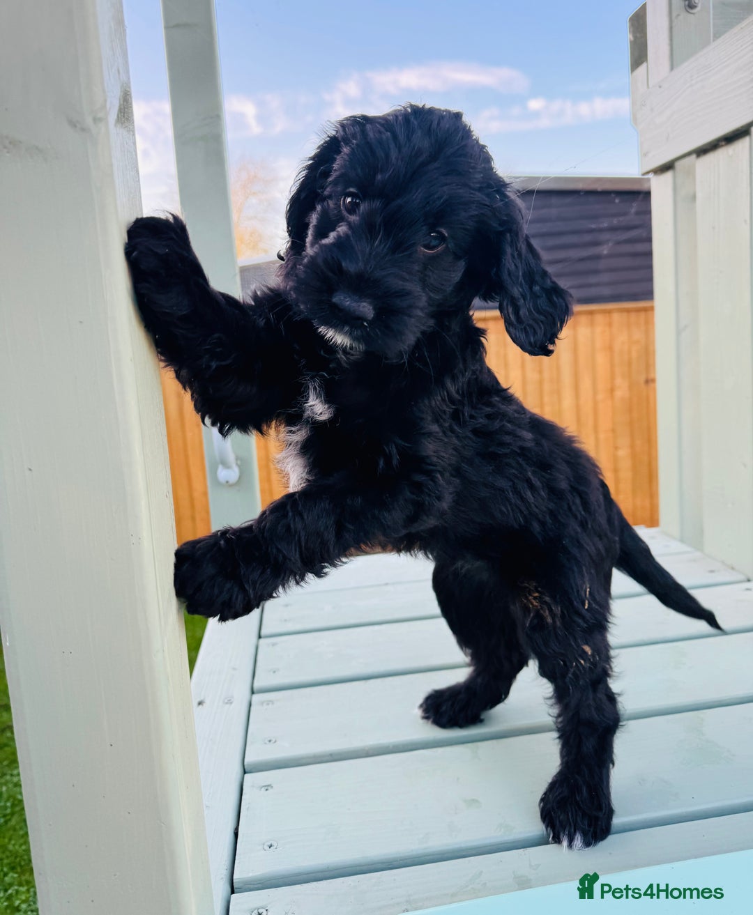 Cockapoo dogs for sale: Cockapoo Babies 🐾🐾🐾 - Advert 4