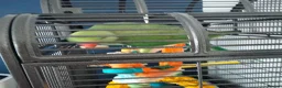 Parakeets birds for sale: Indian ring neck parrot  - Advert 2