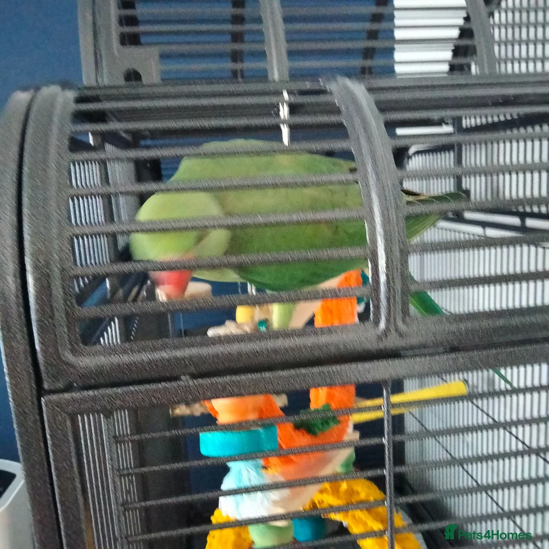 Parakeets birds for sale: Indian ring neck parrot  - Advert 2