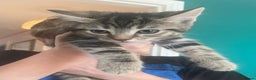 Mixed Breed cats for sale: Gorgeous tabby kittens  - Advert 4