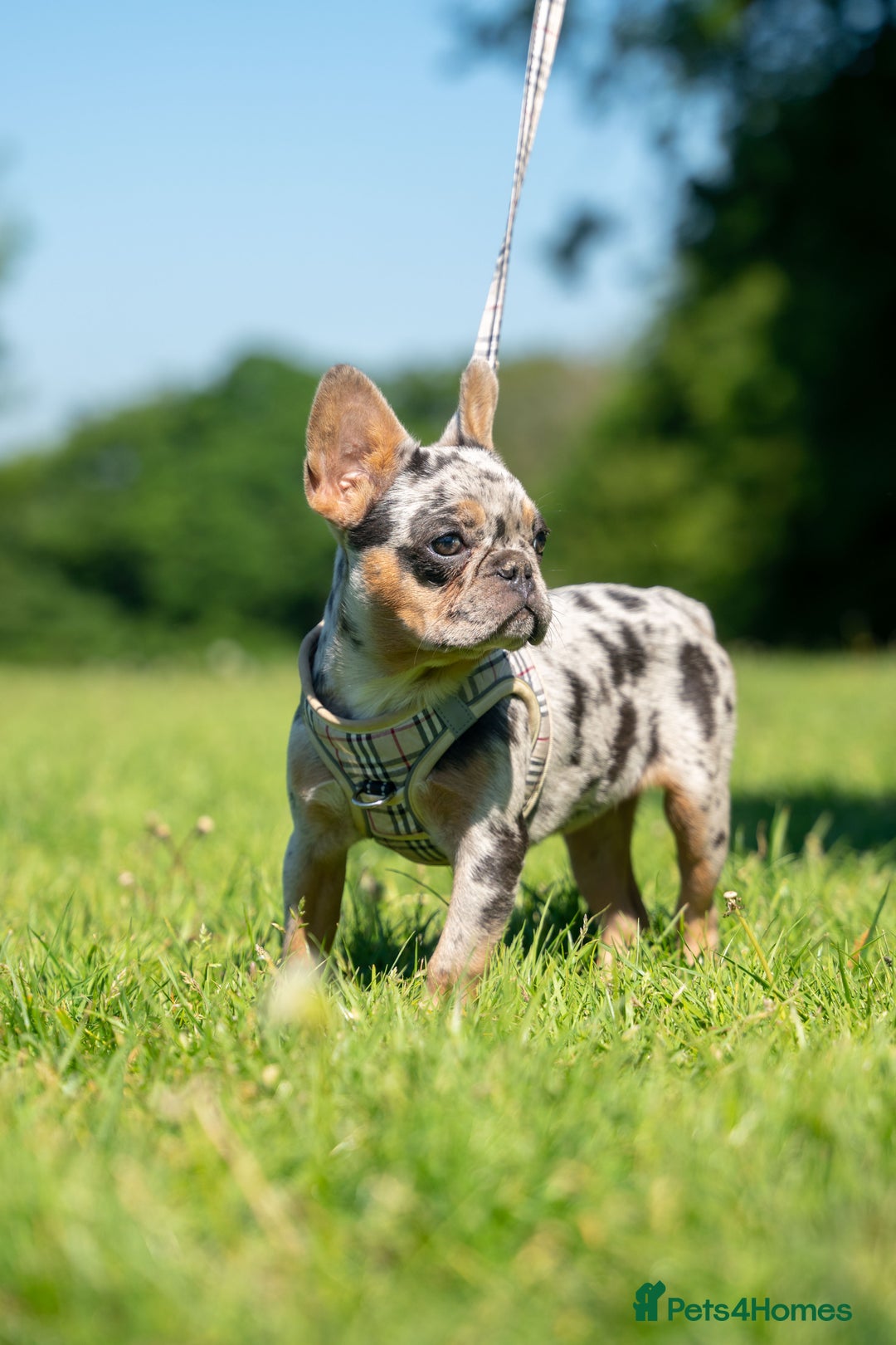 French Bulldog dogs for sale: 🐾Female Merle French bulldog💖 - Image 2