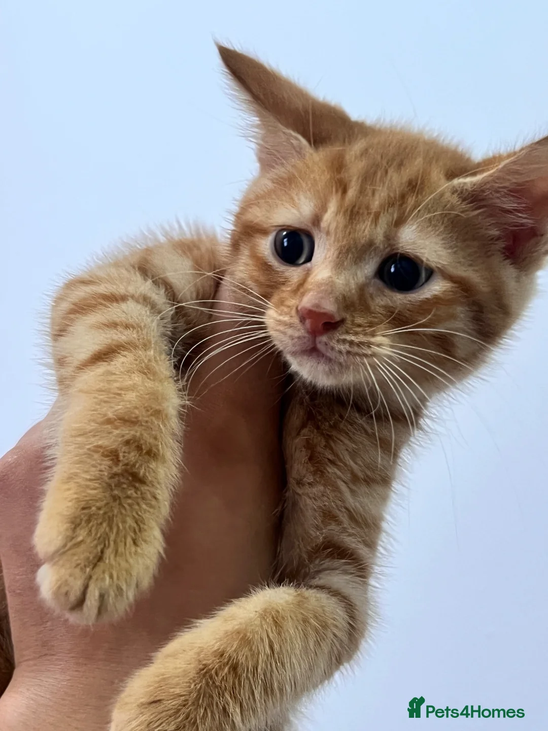 Mixed Breed cats for sale: Kittens  - Advert 1
