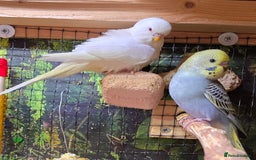 Budgerigars birds for sale: Young budgerigars for sale. - Image 22