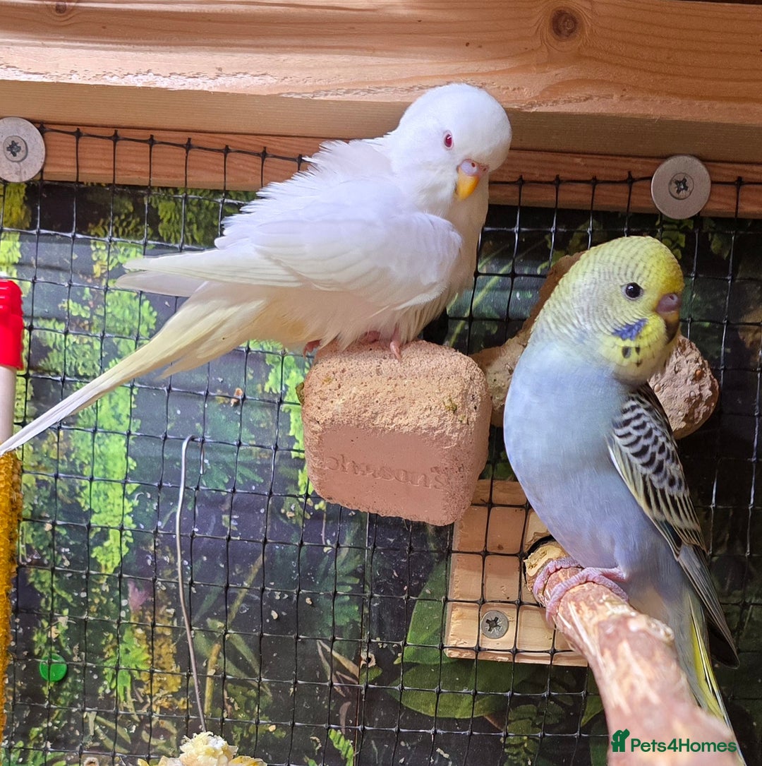 Budgerigars birds for sale: Young budgerigars for sale. - Image 22