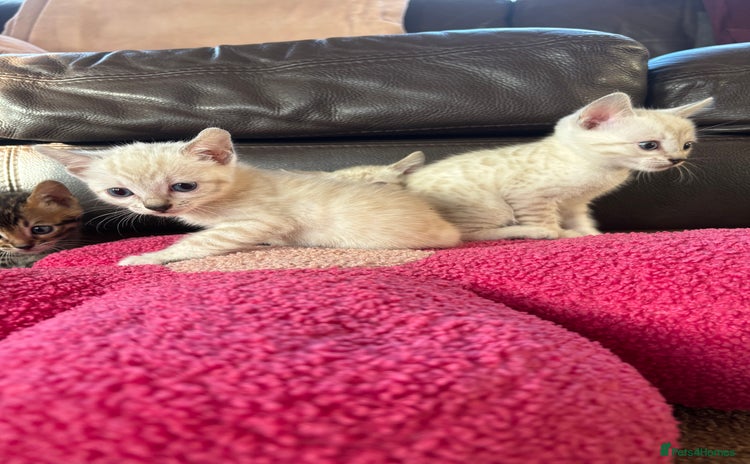 Bengal cats True to type bengal kittens - Advert 9