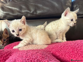 Bengal cats True to type bengal kittens - Advert 12