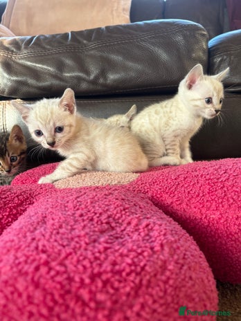 Bengal cats True to type bengal kittens - Advert 9