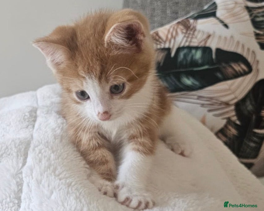 Mixed Breed cats Two ginger kittens beautiful markings  - Advert 4