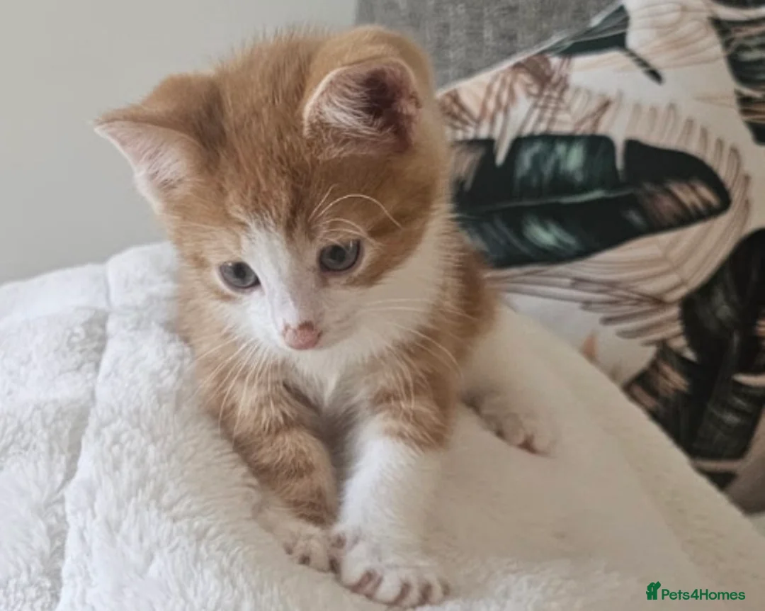 Mixed Breed cats for sale: Two ginger kittens beautiful markings  - Advert 1