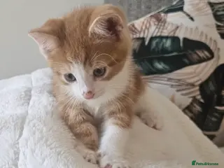 Mixed Breed cats Two ginger kittens beautiful markings - Advert 4