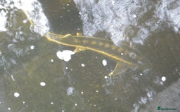 Koi Carp fish for sale: pond clearence koi sturgeon carp - Image 7