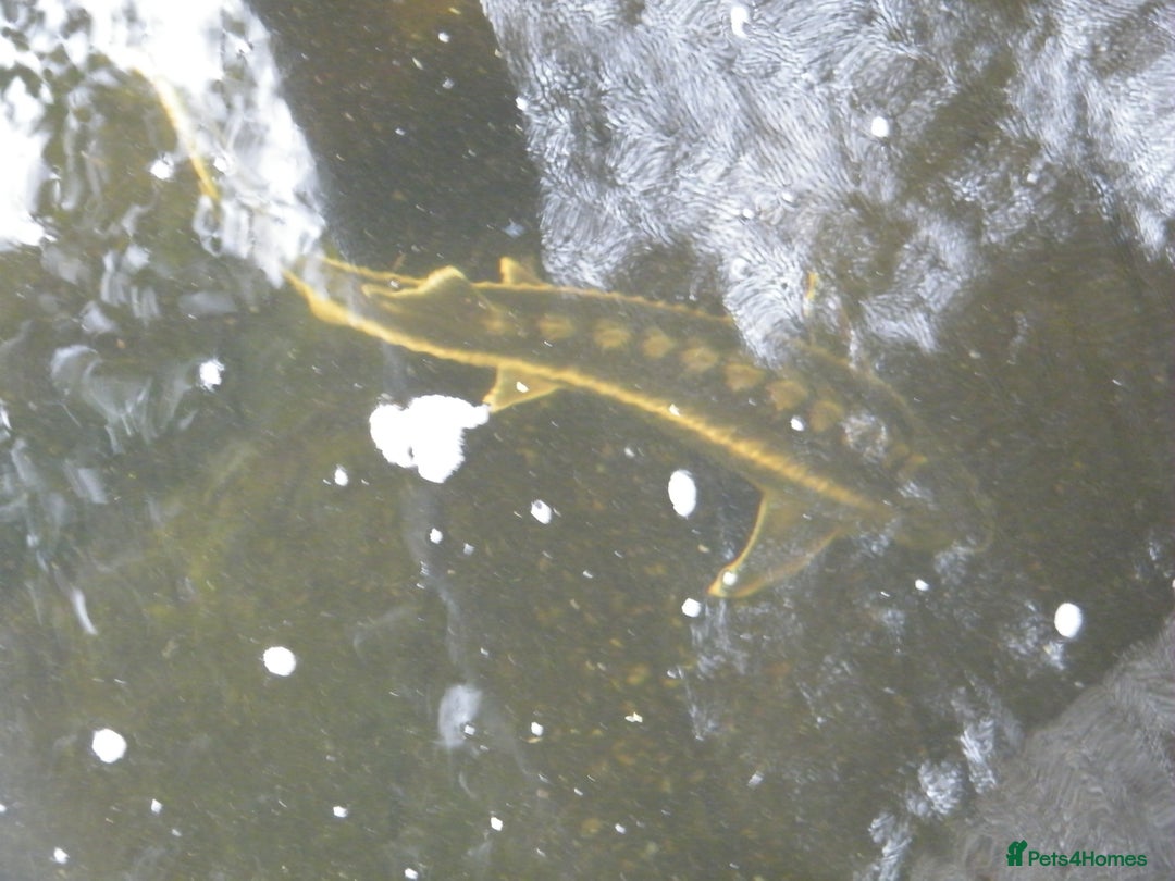 Koi Carp fish for sale: pond clearence koi sturgeon carp - Image 7