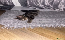 American Shorthair cats for sale: Tabby Kitten  - Image 25