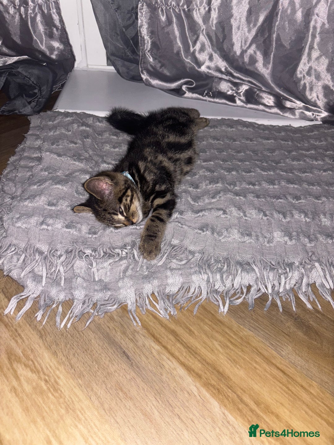 American Shorthair cats for sale: Tabby Kitten  - Image 25