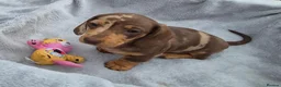 Miniature Dachshund dogs for sale: Gorgeous KC Registered, PRA Clear puppies  in Harlow - Advert 10